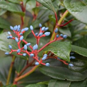 Viburnum davidii 15-20 cm